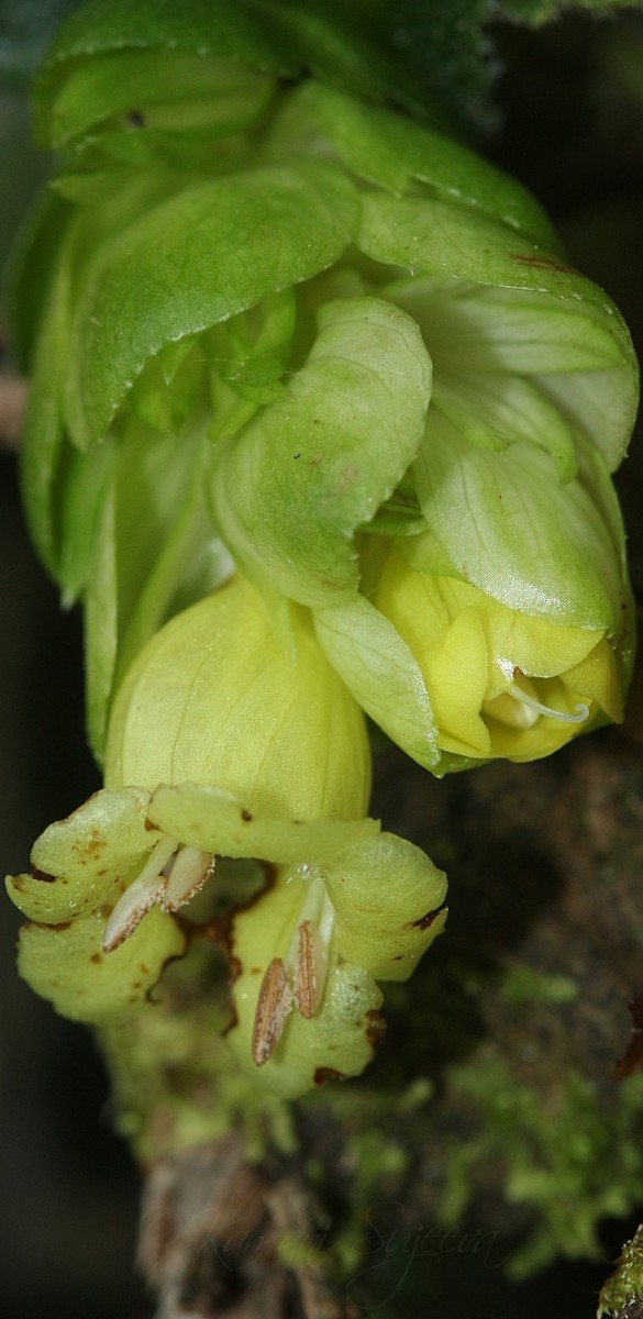 Strobilanthes calycina Nees